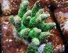 Image result for Acropora. Size: 135 x 104. Source: www.ultracoralaustralia.com