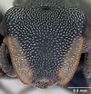 Image result for "cephalobrachia Bonnevie". Size: 100 x 104. Source: antwiki.org