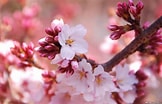 Image result for Cherry Blossom. Size: 162 x 104. Source: wallpapersafari.com