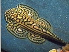 Image result for "puerulus Sewelli". Size: 137 x 104. Source: www.gdaquarium.nl