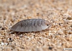 Image result for "pontella Spinipes". Size: 146 x 104. Source: www.biodiversidadcanarias.es