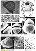 Image result for Calciodinellaceae. Size: 74 x 104. Source: varietyoflife.com.au