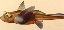 Image result for "hydrolagus Mirabilis". Size: 221 x 91. Source: thewebsiteofeverything.com