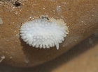 Image result for "Onchidoris Pusilla". Size: 140 x 104. Source: www.flickr.com