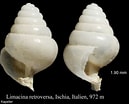 Image result for "limacina retroversa Australis". Size: 129 x 104. Source: www.marinespecies.org
