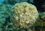 Image result for Zachte koralen Lijst. Size: 150 x 104. Source: nl.dreamstime.com