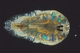 Image result for Sapphirina darwinii. Size: 158 x 104. Source: planktonocean.wordpress.com