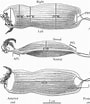Bythaelurus canescens Anatomie-এর ছবি ফলাফল. আকার: 90 x 104. সূত্র: www.researchgate.net