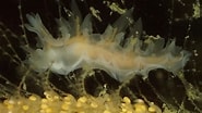 Image result for "lomanotus Marmoratus". Size: 185 x 104. Source: www.arransealife.co.uk