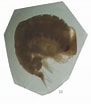 Image result for Thyropus Sphaeroma Familie. Size: 91 x 104. Source: www.odb.ntu.edu.tw