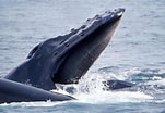 Image result for Baleen Whale. Size: 151 x 104. Source: scitechdaily.com