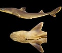 Image result for "squalus Melanurus". Size: 122 x 104. Source: shark-references.com
