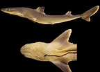 Image result for "squalus Melanurus". Size: 144 x 104. Source: shark-references.com
