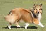 Image result for Shetland Sheepdog. Size: 156 x 104. Source: apupabove.com