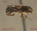 Image result for "pomatoschistus Knerii". Size: 123 x 104. Source: www.zoology.ubc.ca