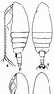 Risultato immagine per Nannocalanus minor. Dimensioni: 60 x 104. Fonte: copepodes.obs-banyuls.fr
