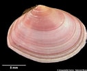 Image result for "tellina Tenuis". Size: 127 x 104. Source: www.naturalhistory.museumwales.ac.uk