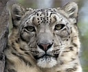 Image result for Snow Leopards. Size: 128 x 104. Source: endangeredextinct.blogspot.com