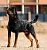 Image result for Rottweiler. Size: 97 x 104. Source: proper-cooking.info
