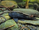 Afbeeldingsresultaten voor "antonogadus Macrophthalmus". Grootte: 134 x 104. Bron: www.planetcatfish.com