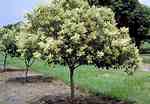 Tamaño de Resultado de imágenes de Ligustrum Tree.: 150 x 104. Fuente: www.siteone.com
