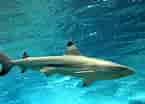 Black Tip Fin Shark 的图像结果.大小：145 x 104。 资料来源：marinesanctuary.org