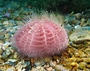 Image result for "spatangus Purpureus". Size: 132 x 104. Source: www.inaturalist.org