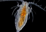 Image result for "mesocalanus Tenuicornis". Size: 150 x 104. Source: pwssc.org