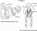 Image result for "polydora Limicola". Size: 125 x 104. Source: www.researchgate.net