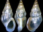 Image result for "rissoa Membranacea". Size: 142 x 104. Source: www.gastropods.com