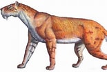 Image result for Snow Leopard Evolution. Size: 155 x 104. Source: www.timetoast.com