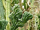 Image result for Cactus Soorten en Namen. Size: 138 x 104. Source: poolandpatio.about.com