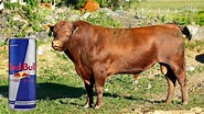 Image result for Red Bulls animal. Size: 185 x 104. Source: waterfordwhispersnews.com
