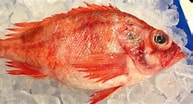 Image result for "sebastes Fasciatus". Size: 193 x 104. Source: www.seafoods.com