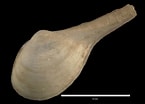 Afbeeldingsresultaten voor "cuspidaria Rostrata". Grootte: 145 x 104. Bron: naturalhistory.museumwales.ac.uk
