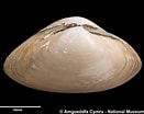 Image result for "spisula Elliptica". Size: 131 x 104. Source: naturalhistory.museumwales.ac.uk