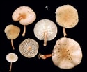 Image result for Kantiella enigmatica Geslacht. Size: 125 x 104. Source: www.researchgate.net