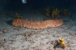 Image result for "holothuria Mexicana". Size: 157 x 104. Source: www.naturalista.mx