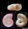 Image result for Skenea serpuloides Anatomie. Size: 98 x 104. Source: www.naturamediterraneo.com