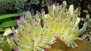 Image result for Condylactis gigantea Reproductie. Size: 185 x 104. Source: www.fishncorals.com