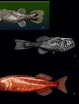 Afbeeldingsresultaten voor Ditropichthys storeri. Grootte: 79 x 104. Bron: www7a.biglobe.ne.jp