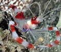 Image result for "stenopus Hispidus". Size: 120 x 104. Source: reef-aquarium-store.com