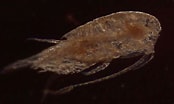 Image result for "temora Discaudata". Size: 174 x 104. Source: marinebiodiversity.org.bd