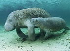 Image result for "Trichechus inunguis". Size: 142 x 104. Source: www.worldlifeexpectancy.com