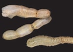 Image result for Taeniogyrus australianus Rijk. Size: 145 x 104. Source: www.mapress.com