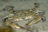Image result for Portunus pelagicus Geslacht. Size: 157 x 104. Source: reeflifesurvey.com