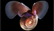 Afbeeldingsresultaten voor Limacina retroversa Anatomie. Grootte: 184 x 104. Bron: opistobranquis.info