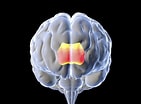 Image result for Corpus Callosum Mrt. Size: 141 x 104. Source: www.dreamstime.com