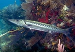 Image result for Barracuda pesce. Size: 149 x 104. Source: www.greelane.com