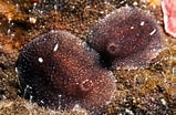 Image result for "onchidoris Pusilla". Size: 159 x 104. Source: www.tonitofa.com